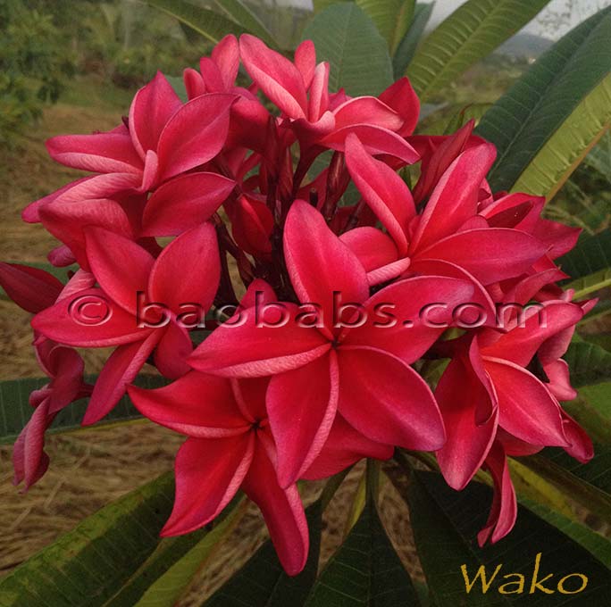 Plumeria rubra WAKO AKA Yarkoo, Wah Gkor, Black Red