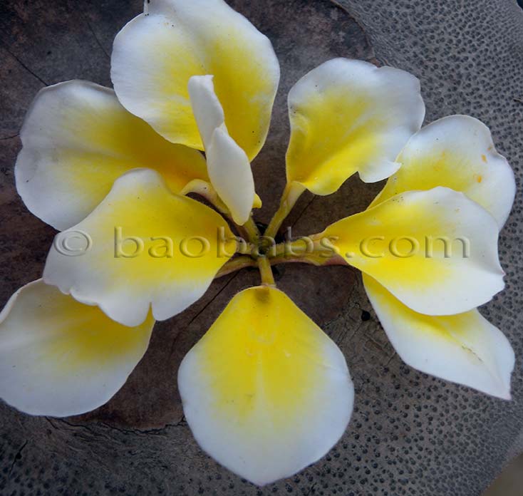Plumeria rubra BALI WHIRL AKA  Ten Petals, Bali Mas