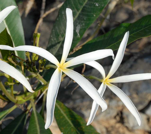 Plumeria stenopetala