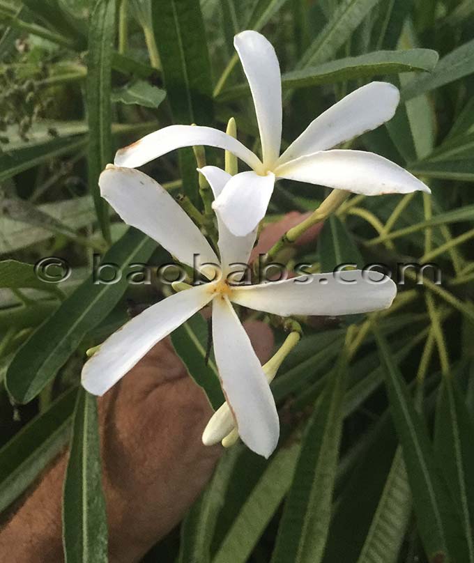 Plumeria stenophylla