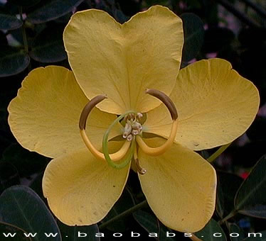 Senna pendula