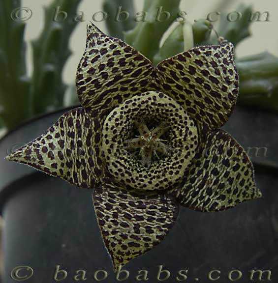 Stapelia lepida