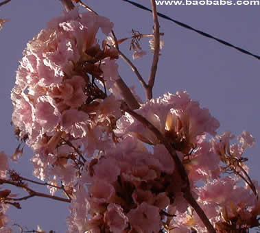 Tabebuia rosea