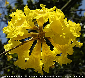 Tabebuia chrysotricha