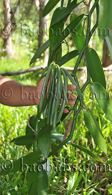 Vanilla planifolia