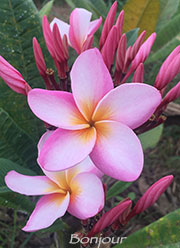 Plumeria rubra BONJOUR