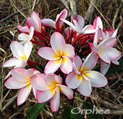 Plumeria rubra ORPHEE