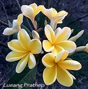 Plumeria rubra LUEANG PRATHEP