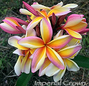 Plumeria rubra IMPERIAL CROWN aka LADY MARMALADE