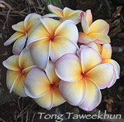 Plumeria rubra TONG TAWEEKHUN