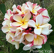 Plumeria rubra PUANG YOK aka POUNG YOK