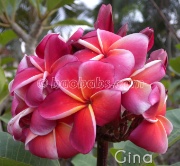 Plumeria rubra GINA aka  JEENA , JENA, JEENA RED