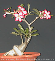 Adenium obesum