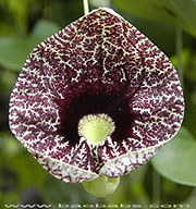 Aristolochia elegans