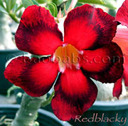 Adenium REDBLACKY