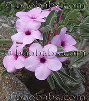 Adenium swazicum