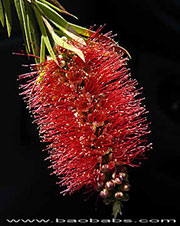 Callistemon speciosus