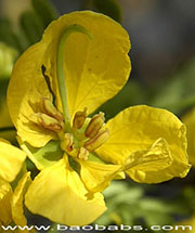 Cassia biflora