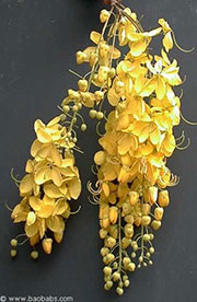 Cassia fistula