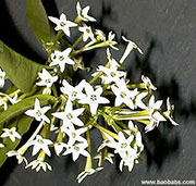 Cestrum nocturnum