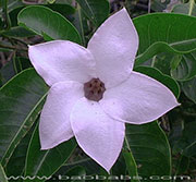 Cryptostegia madagascariensis