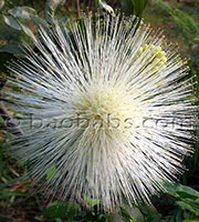 Calliandra haematocephala alba