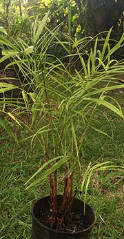 Chamaedorea plumosa