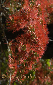 Combretum microphyllum