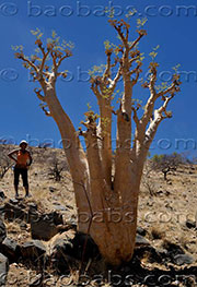 Cyphostemma bainesii