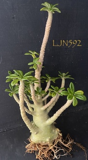 Dorstenia gigas LJN592