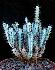 Euphorbia greenwayi