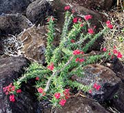 Euphorbia milii var. longifolia