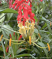 Gloriosa superba Rothschildiana