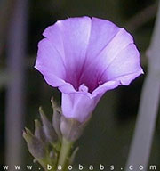 Ipomoea eriocarpa