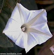 Ipomoea obscura