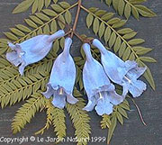 Jacaranda mimosifolia