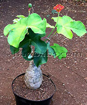 Jatropha podagrica