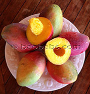 Mangifera indica