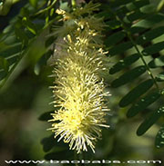 Prosopis juliflora