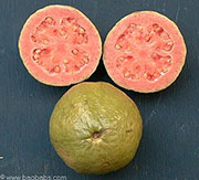 Psidium guajava