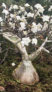 Pachypodium decaryi