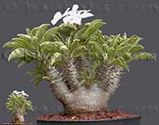 Pachypodium saundersii