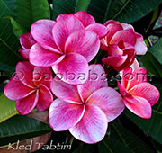 Plumeria rubra KLED TABTIM aka KRED TUBTIM, RUBY FLAKE, IRIDIUM