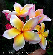 Plumeria rubra LJN ALICE aka X*SUNBURN