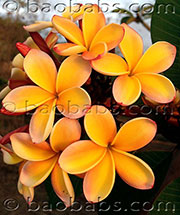 Plumeria rubra LJN DAPHNEE