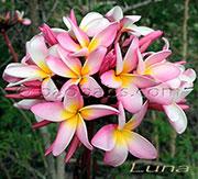 Plumeria rubra LJN LUNA