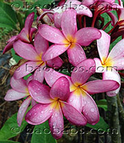 Plumeria rubra MUANG LANNA