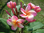 Plumeria rubra 4029