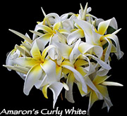 Plumeria rubra AMMARON S CURLY WHITE