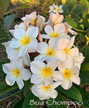 Plumeria rubra BUA CHOMPOO